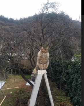 篮球宇宙的蝴蝶效应，当山西绝杀点燃东契奇的末节火焰
