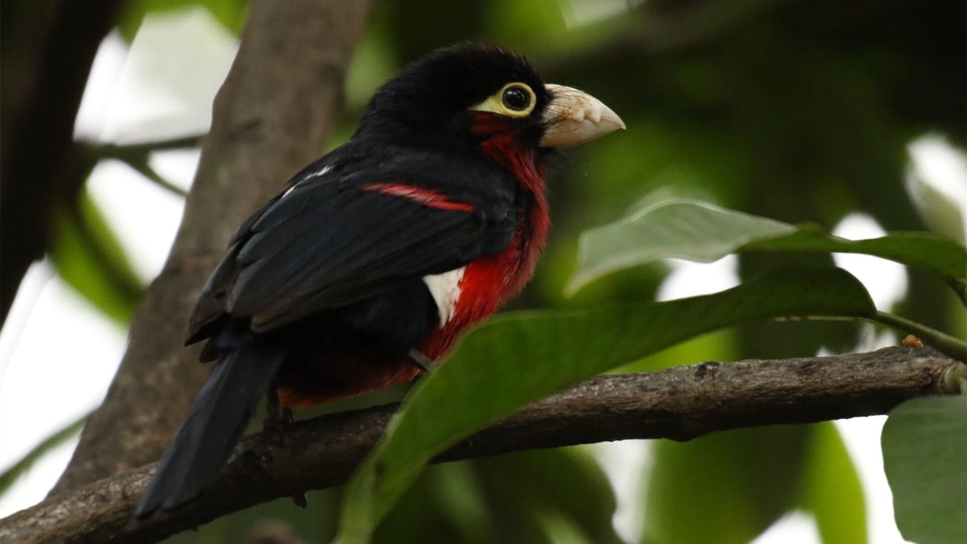 从绿茵场到F1赛道,卡马文加的关键战突围哲学