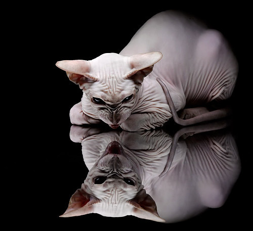 霍勒迪强行终结新奥尔良之夜，在世界顶级控卫对话中接管战场