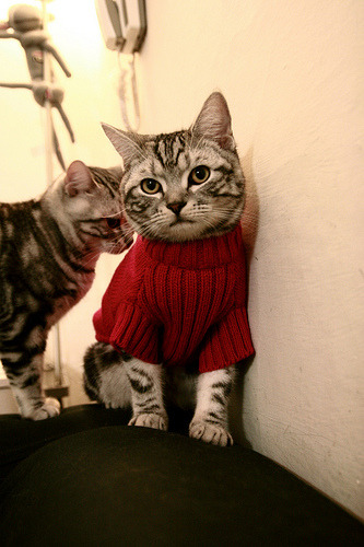 当钢铁公牛驶向德甲之巅，一场打穿壁垒的争冠启示录