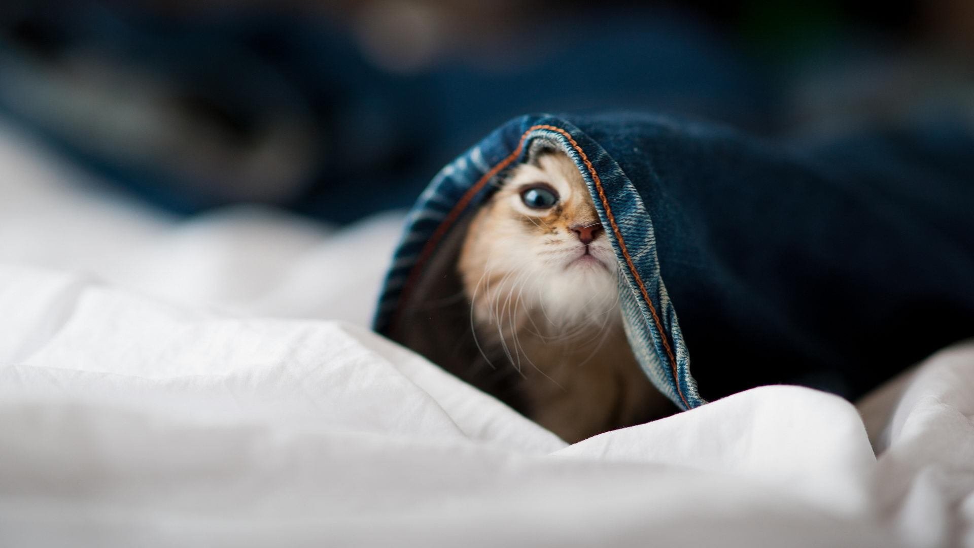 末节19分冰封芝加哥，福克斯冷血刺杀与爵士的完美复仇公式