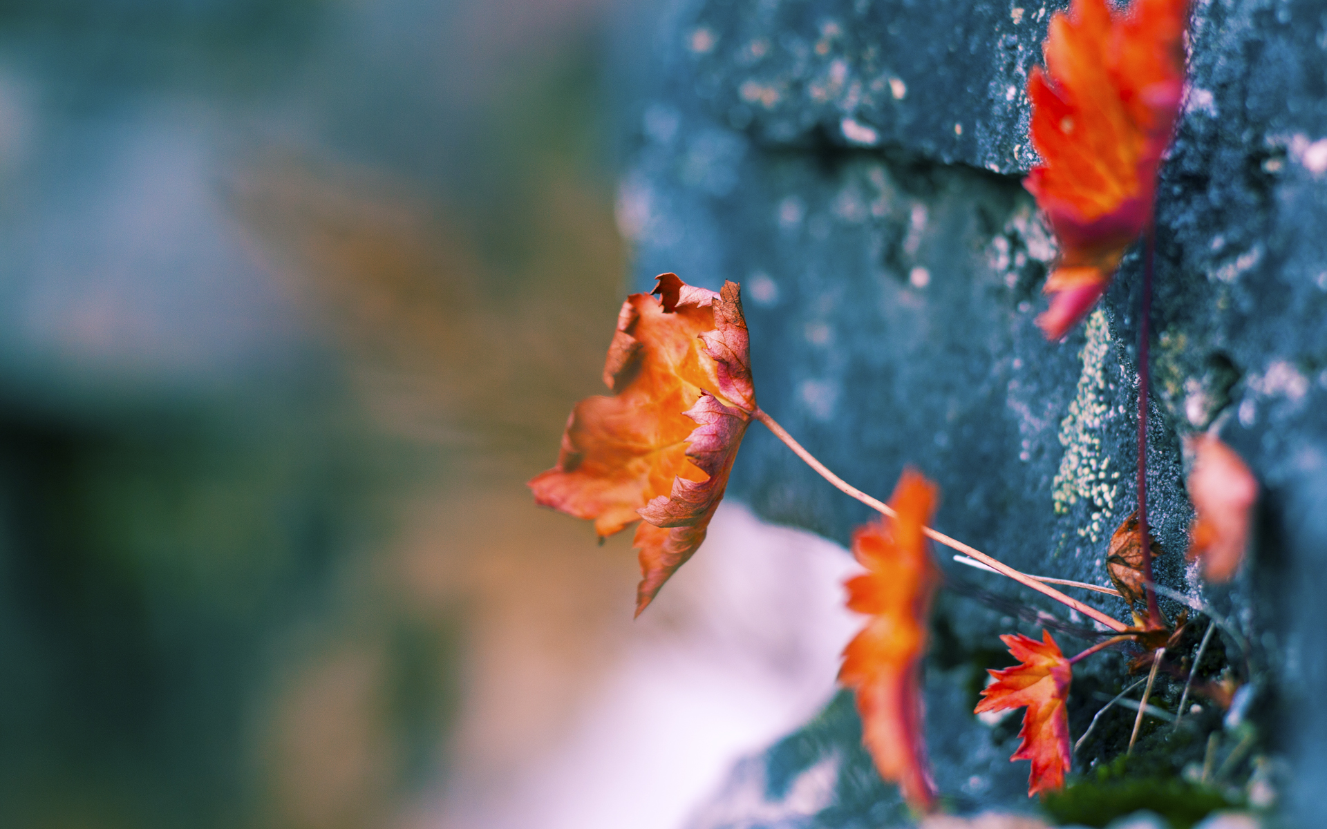 落叶击穿黎明,激流逆转红潮