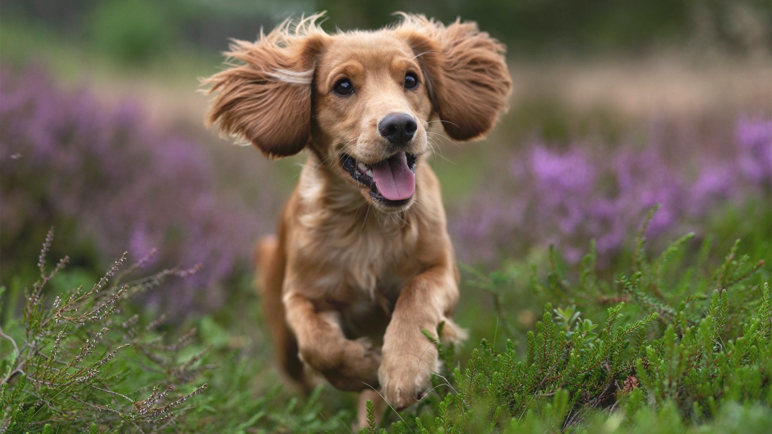 十亿欧元防线撕裂黄潜奇迹，巴黎用最巴黎的方式终结悬念