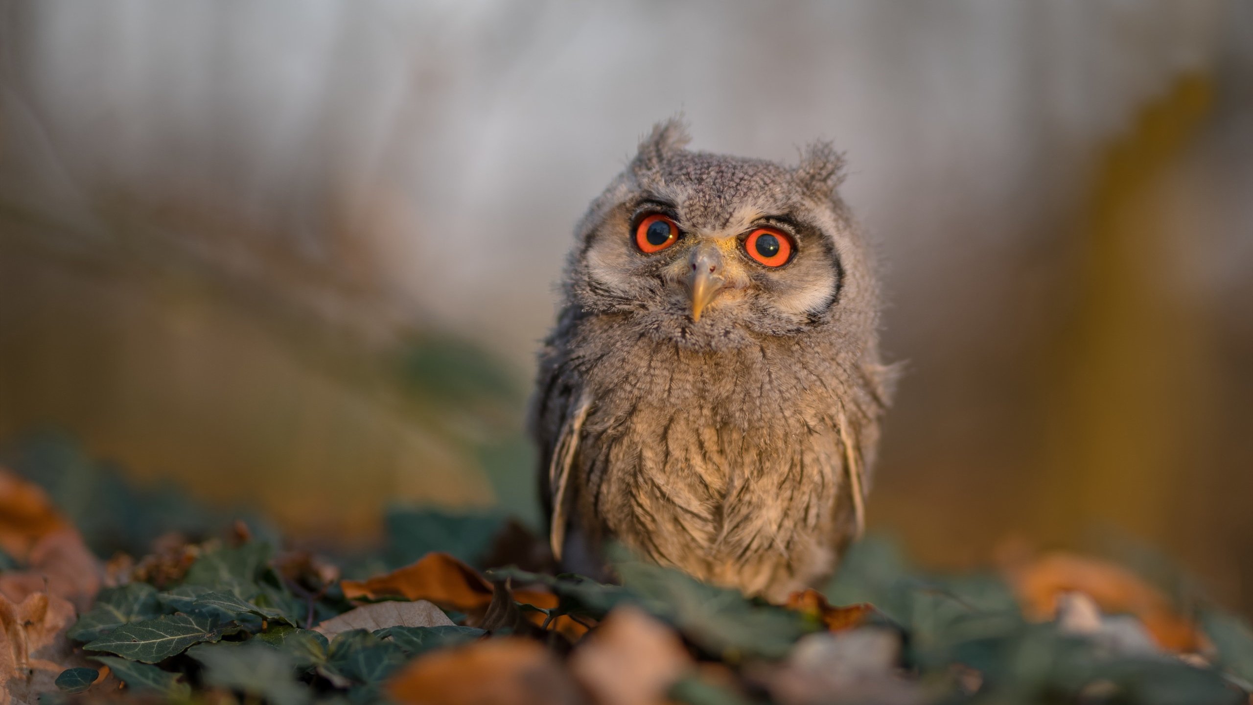 英雄密码,从广厦以柔克刚到德甲刚柔并济的争冠哲学