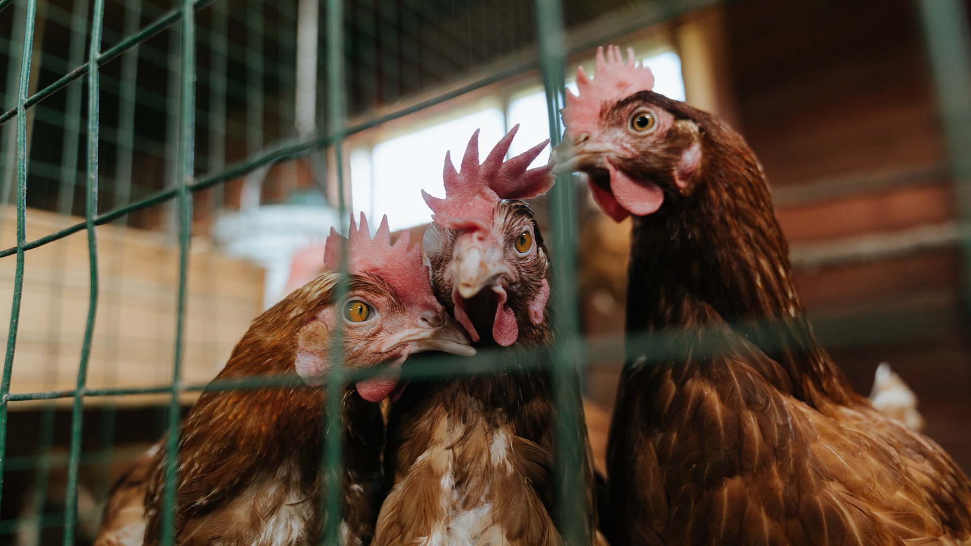 篮球版图重构之夜,当公牛在世界第一焦点战中肢解湖人王朝