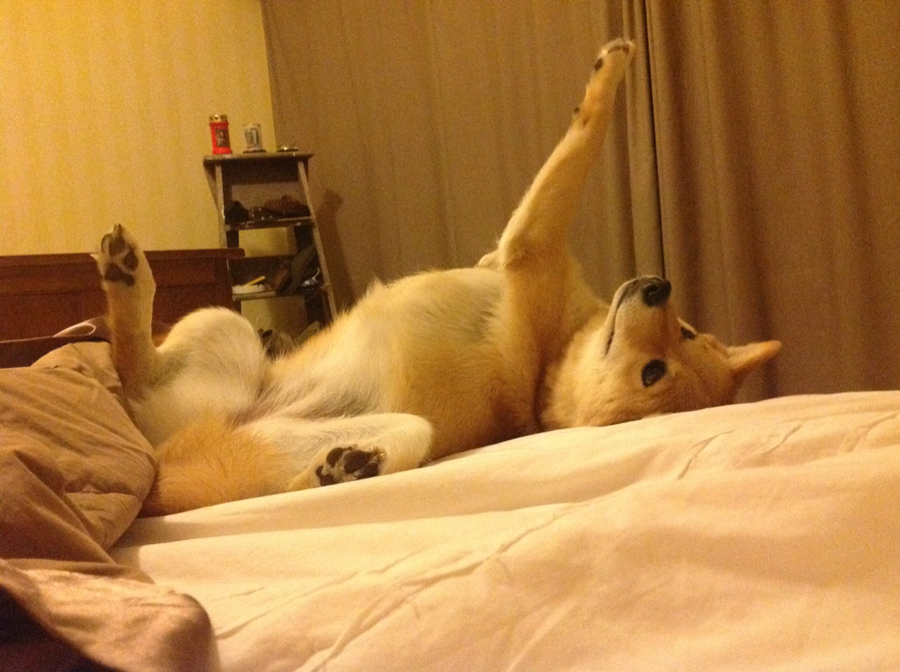 冰雪与热砂的对决，三笘薰如何成为洪都拉斯斩落塞内加尔的关键先生