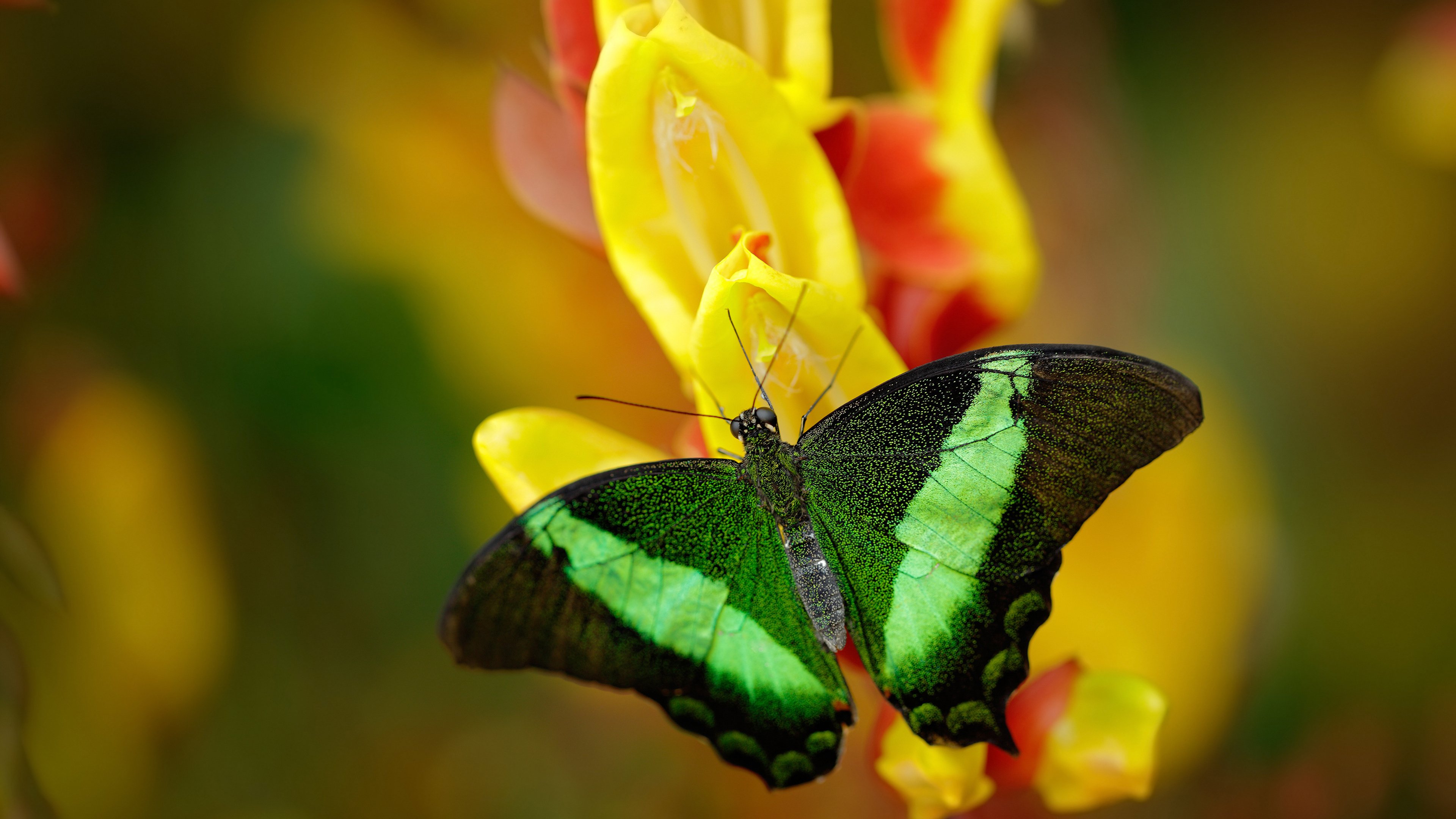 光影交织中的补时神话，迪马利亚一击刺破黄黑之墙