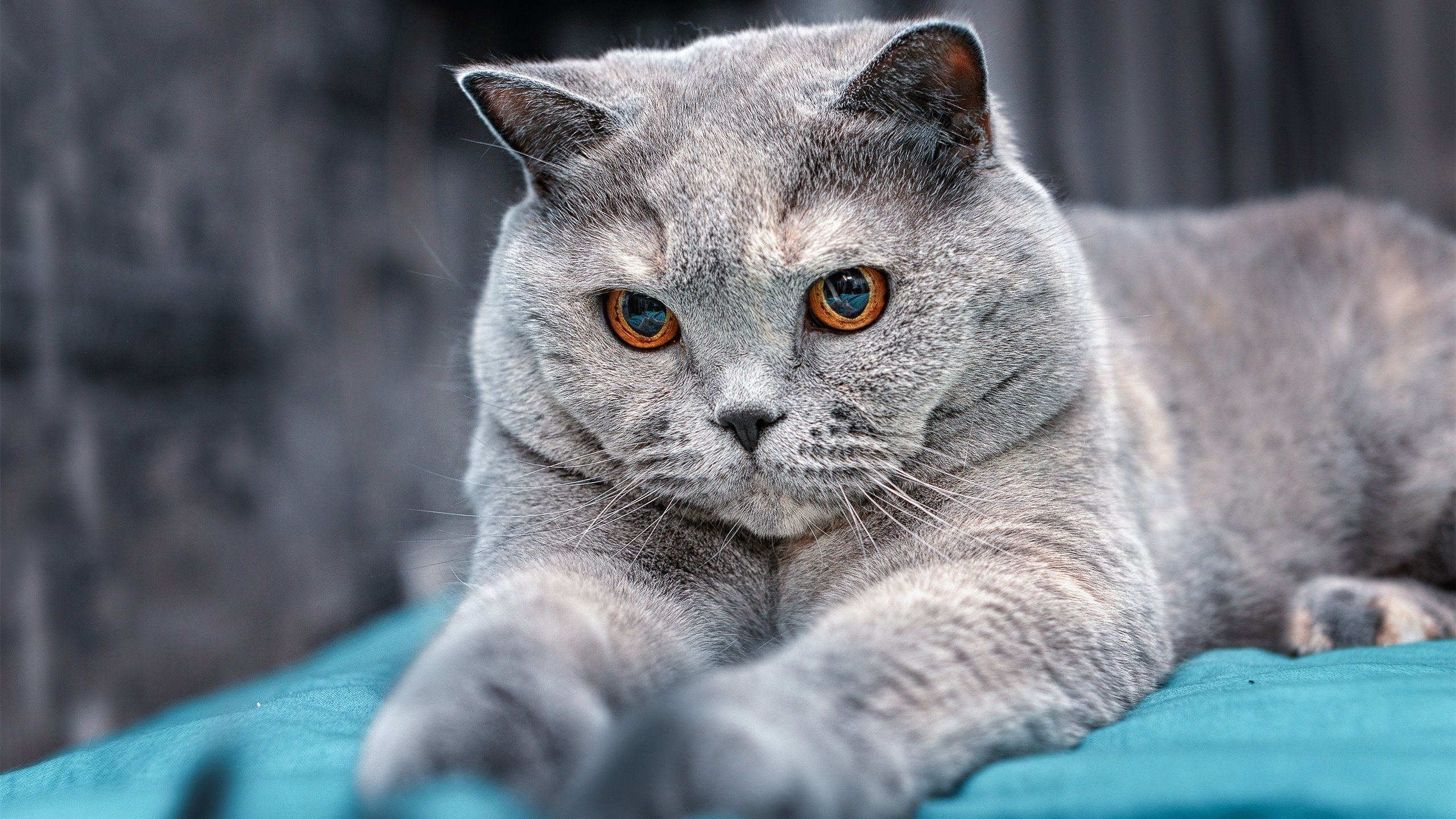 新王登基！灰熊掀翻勇士王座，德罗赞化身逆袭之魂