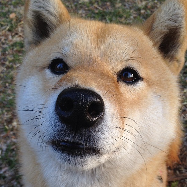 跨界爆冷！从NBA季后赛到塞内加尔淘汰多特蒙德，体育世界唯一性的启示