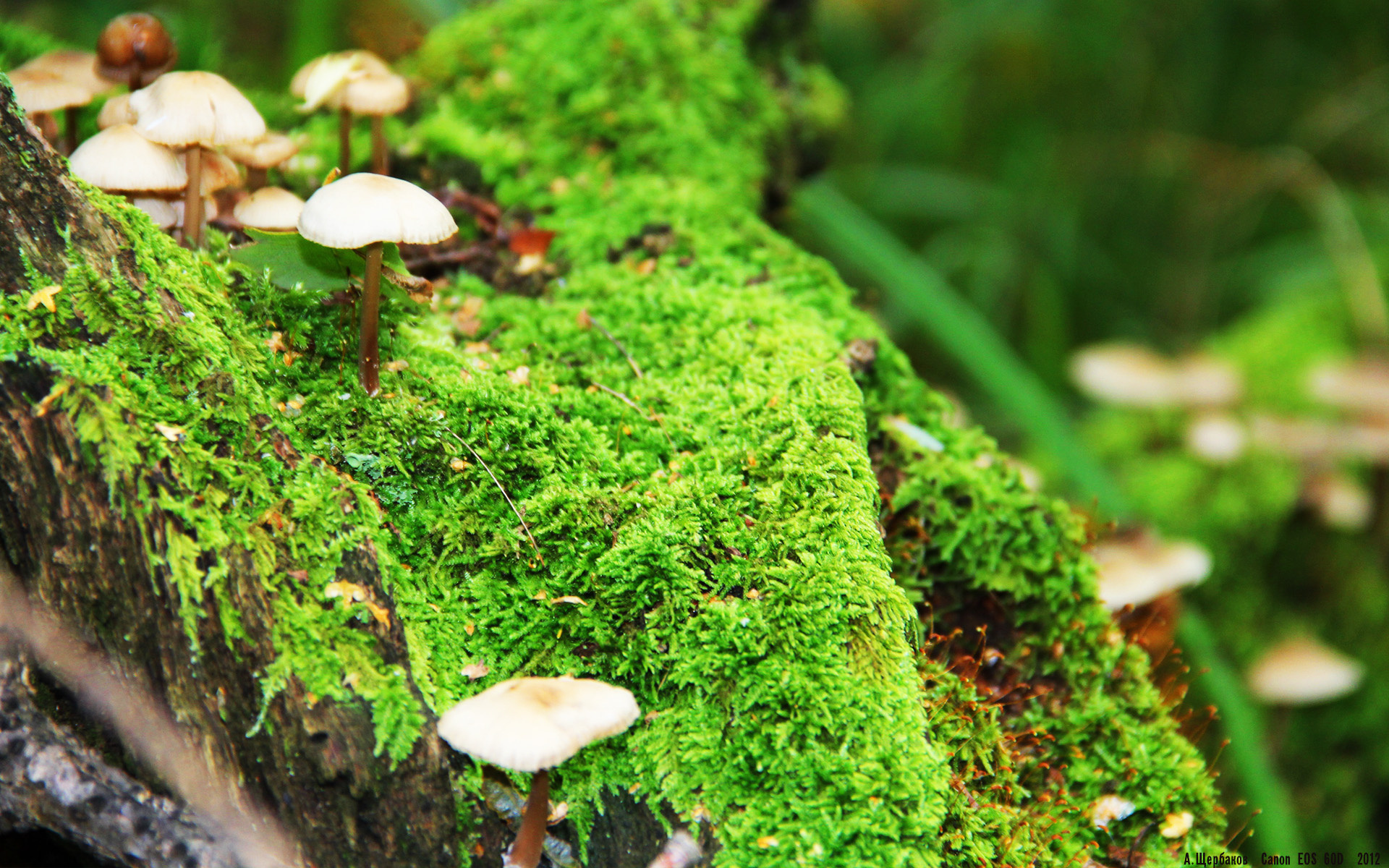 铁血团队与天才个体，足球胜利的两种答案