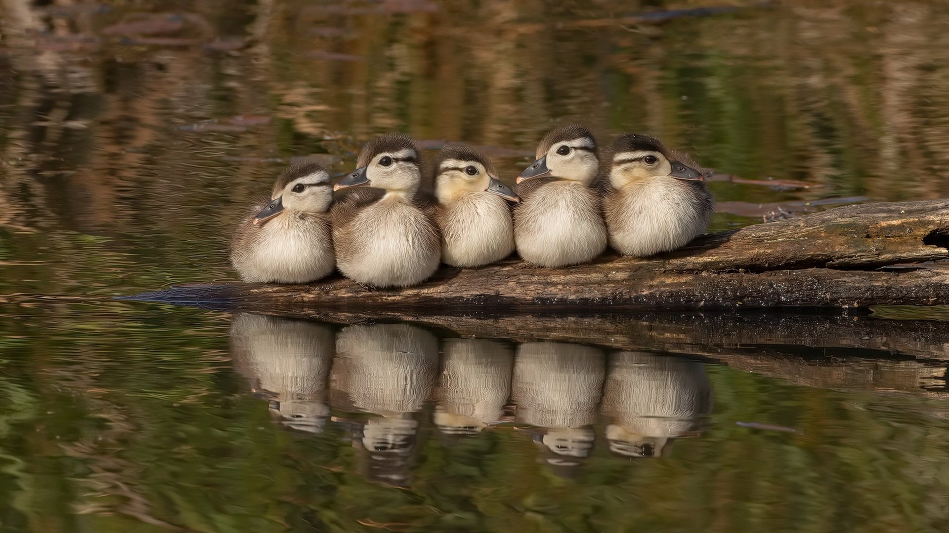 霍勒迪化身罚球线艺术家，一场罚球引发的战略溃败