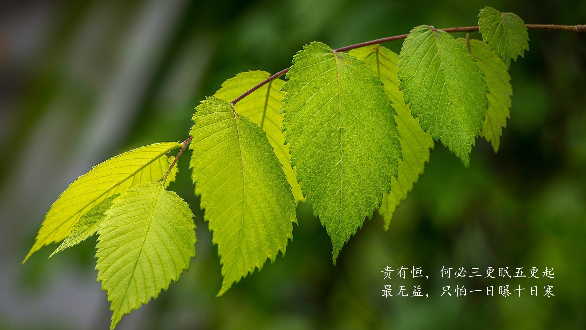 铁血三狮，坎塞洛统帅进攻风暴，2026世界杯半决赛英格兰击溃非洲雄鹰