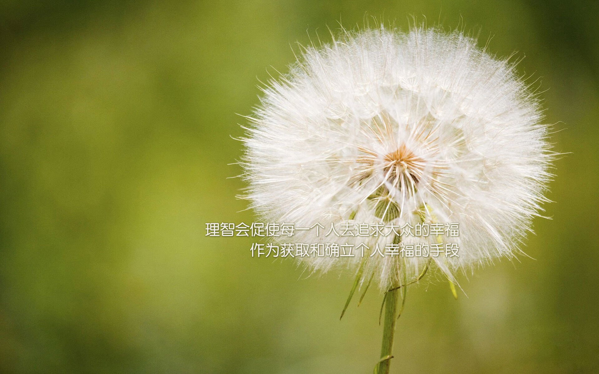 血脉的彩虹—当加维成为加纳与意大利之间的第三种颜色